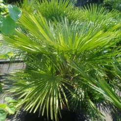 Dwergpalm (Chamaerops Humilis) 18 Dwergpalm (Chamaerops Humilis) -Aanbiedingen Tuin Ziel Winkel chamaerops humilis 100 125 c50