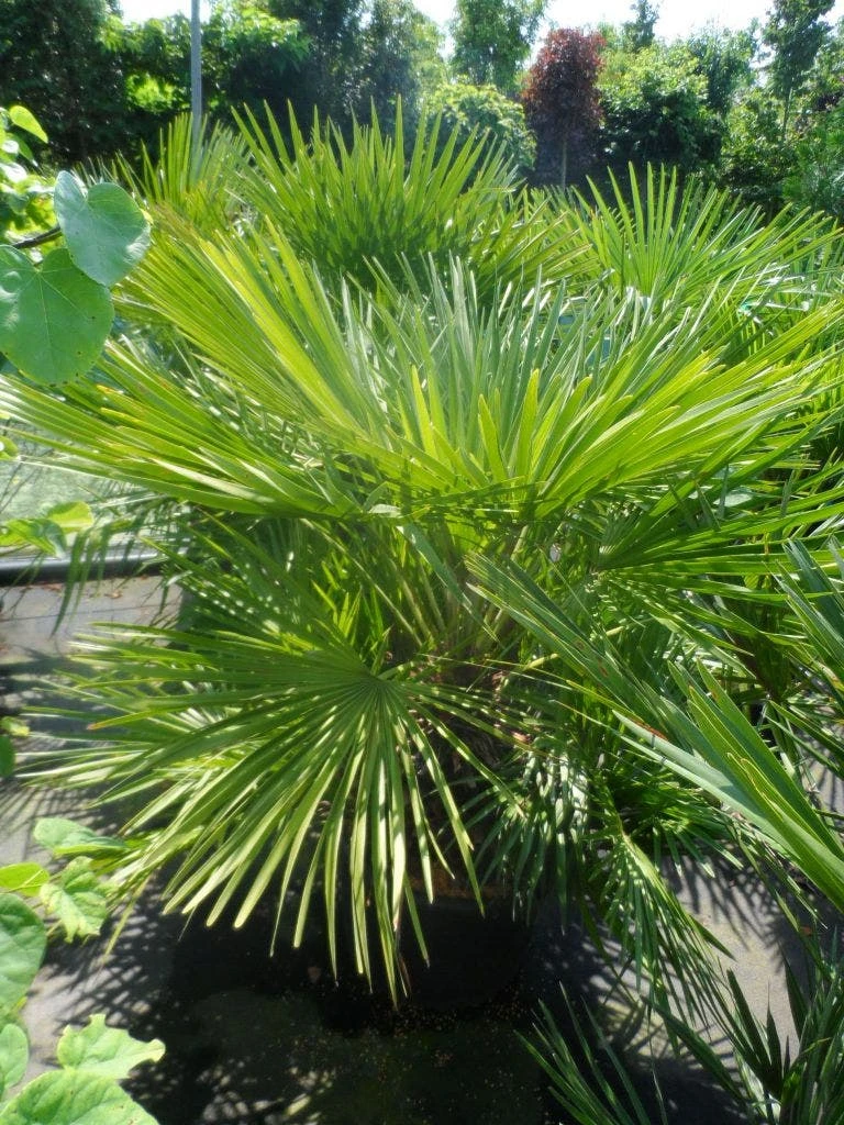 Dwergpalm (Chamaerops Humilis) 6 Dwergpalm (Chamaerops Humilis) - Afbeelding 6