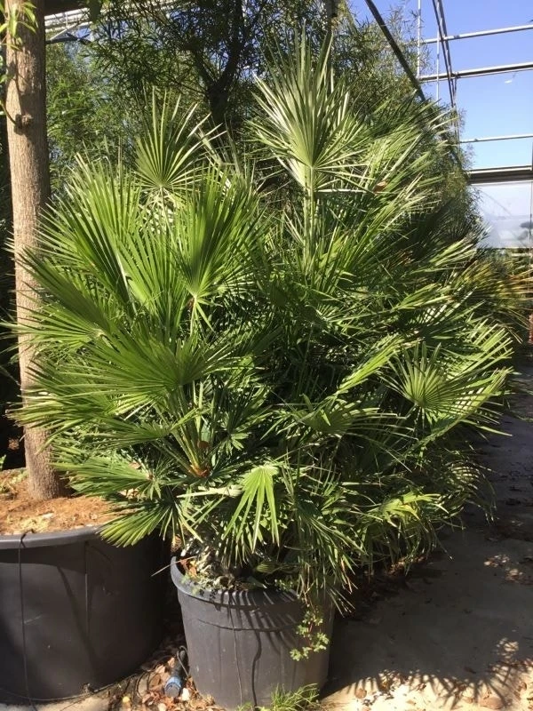 Dwergpalm (Chamaerops Humilis) 13 Dwergpalm (Chamaerops Humilis) - Afbeelding 13