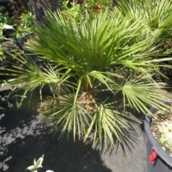 Dwergpalm (Chamaerops Humilis) 20 Dwergpalm (Chamaerops Humilis) -Aanbiedingen Tuin Ziel Winkel chamaerops humilis c10 50 60 80