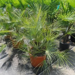 Dwergpalm (Chamaerops Humilis 'Cerifera') 11 Dwergpalm (Chamaerops Humilis 'Cerifera') -Aanbiedingen Tuin Ziel Winkel chamaerops humilis cerifera 80 100 c30