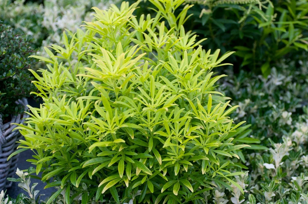 Choisya (Choisya 'Aztec Gold') 1 Choisya (Choisya 'Aztec Gold')