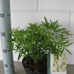 Choisya (Choisya 'Aztec Pearl') -Aanbiedingen Tuin Ziel Winkel choisya aztec pearl c3 september