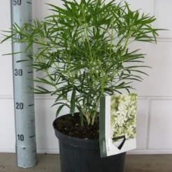 Choisya (Choisya 'Aztec Pearl') -Aanbiedingen Tuin Ziel Winkel choisya aztec pearl c5 10 08 2018