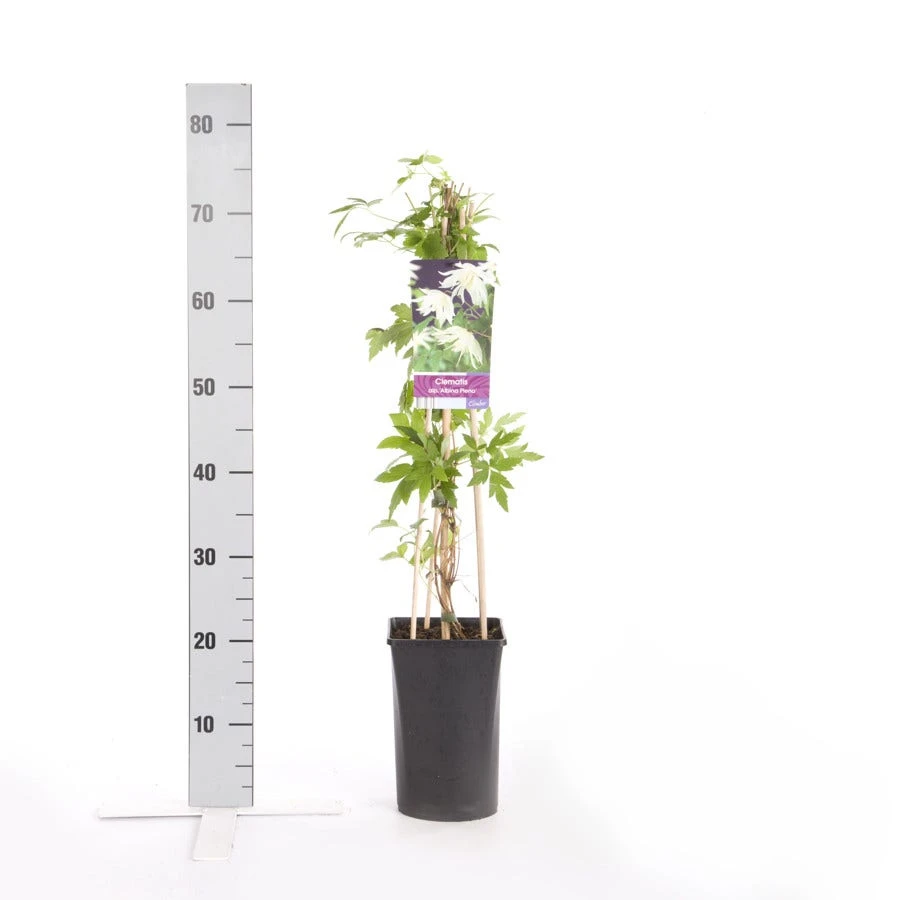 Bosrank (Clematis Alpina 'Albina Plena') 2 Bosrank (Clematis Alpina 'Albina Plena') - Afbeelding 2