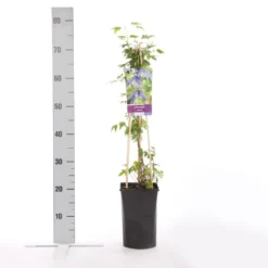 Bosrank (Clematis Alpina) -Aanbiedingen Tuin Ziel Winkel clematis alpina 1