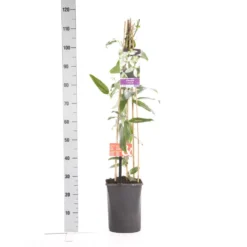 Bosrank, Groenblijvend (Clematis Armandii 'Apple Blossom') 14 Bosrank, Groenblijvend (Clematis Armandii 'Apple Blossom') -Aanbiedingen Tuin Ziel Winkel clematis apelblossom 1.00 1.25