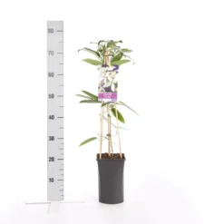 Bosrank, Groenblijvend (Clematis Armandii) 9 Bosrank, Groenblijvend (Clematis Armandii) -Aanbiedingen Tuin Ziel Winkel clematis armandii 1