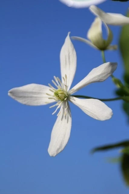 Bosrank, Groenblijvend (Clematis Armandii) 5 Bosrank, Groenblijvend (Clematis Armandii) - Afbeelding 5