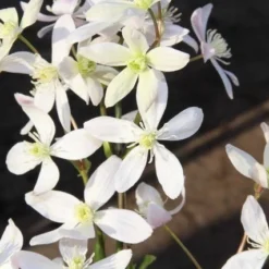 Bosrank, Groenblijvend (Clematis Armandii 'Apple Blossom') 16 Bosrank, Groenblijvend (Clematis Armandii 'Apple Blossom') -Aanbiedingen Tuin Ziel Winkel clematis armandii apple blossom 2 2