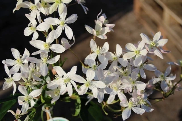 Bosrank, Groenblijvend (Clematis Armandii 'Apple Blossom') 2 Bosrank, Groenblijvend (Clematis Armandii 'Apple Blossom') - Afbeelding 2