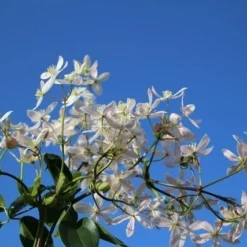 Bosrank, Groenblijvend (Clematis Armandii 'Apple Blossom') 12 Bosrank, Groenblijvend (Clematis Armandii 'Apple Blossom') -Aanbiedingen Tuin Ziel Winkel clematis armandii apple blossom 4 1