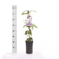 Bosrank, Groenblijvend (Clematis Armandii 'Apple Blossom') 13 Bosrank, Groenblijvend (Clematis Armandii 'Apple Blossom') -Aanbiedingen Tuin Ziel Winkel clematis armandii apple blossom 2