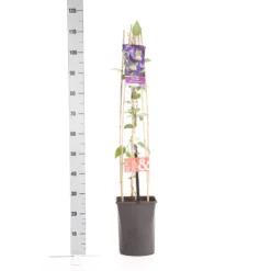 Bosrank (Clematis 'Blue Pirouette') 5 Bosrank (Clematis 'Blue Pirouette') -Aanbiedingen Tuin Ziel Winkel clematis blue pirouette pbr 1.00 1.25 1