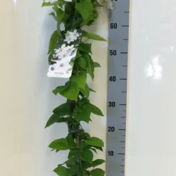 Bosrank (Clematis 'Henryi') 5 Bosrank (Clematis 'Henryi') -Aanbiedingen Tuin Ziel Winkel clematis henryi 80 100 c2