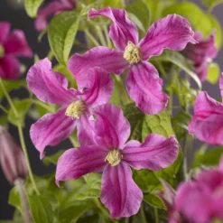 Bosrank (Clematis 'Inspiration')