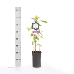Bosrank (Clematis 'Jackmanii Alba') 5 Bosrank (Clematis 'Jackmanii Alba') -Aanbiedingen Tuin Ziel Winkel clematis jackmanii alba