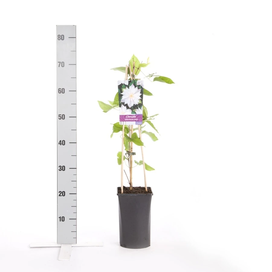 Bosrank (Clematis 'Jackmanii Alba') 3 Bosrank (Clematis 'Jackmanii Alba') - Afbeelding 3