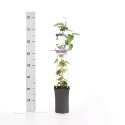 Bosrank (Clematis 'Madame Le Coultre') 9 Bosrank (Clematis 'Madame Le Coultre') -Aanbiedingen Tuin Ziel Winkel clematis madame le coultre 1