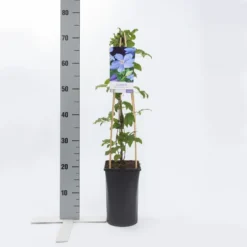 Bosrank (Clematis 'Mrs Cholmondeley') 10 Bosrank (Clematis 'Mrs Cholmondeley') -Aanbiedingen Tuin Ziel Winkel clematis mrs. cholmondeley 1