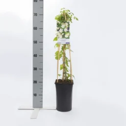 Bosrank (Clematis 'Paul Farges') 7 Bosrank (Clematis 'Paul Farges') -Aanbiedingen Tuin Ziel Winkel clematis paul farges