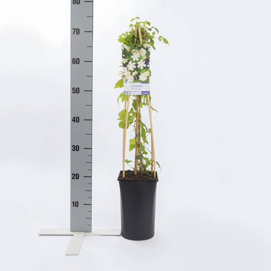 Bosrank (Clematis 'Paul Farges') 4 Bosrank (Clematis 'Paul Farges') - Afbeelding 4