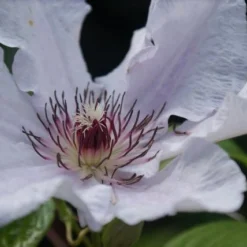 Bosrank (Clematis 'Snow Queen') -Aanbiedingen Tuin Ziel Winkel clematis snow queen