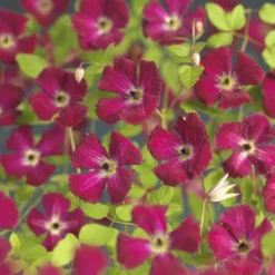 Bosrank (Clematis Viticella 'Rubra')