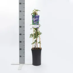 Bosrank (Clematis Viticella) -Aanbiedingen Tuin Ziel Winkel clematis viticella