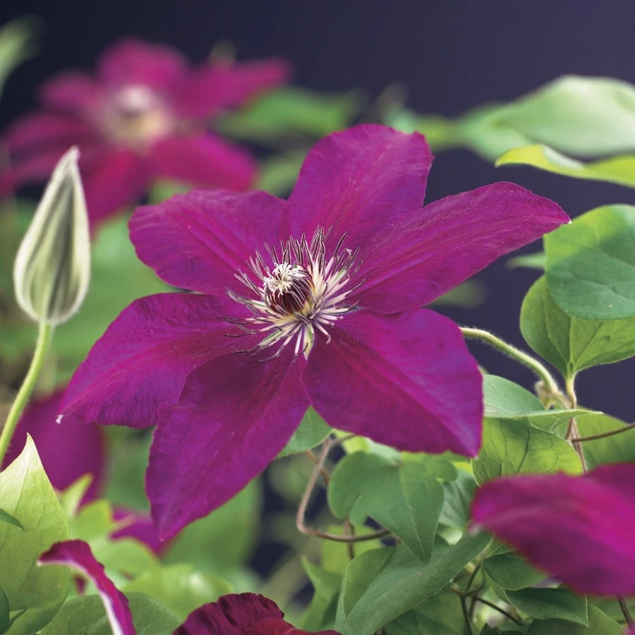 Bosrank (Clematis 'Westerplatte') 1 Bosrank (Clematis 'Westerplatte')