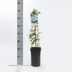 Bosrank (Clematis 'Yukikomachi') 7 Bosrank (Clematis 'Yukikomachi') -Aanbiedingen Tuin Ziel Winkel clematis yukikomachi