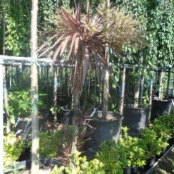 Cordyline (Cordyline Australis 'Atropurpurea') -Aanbiedingen Tuin Ziel Winkel cordyline australis red star 150 175 c25