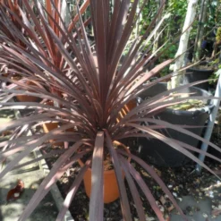 Cordyline (Cordyline Australis 'Atropurpurea') -Aanbiedingen Tuin Ziel Winkel cordyline australis red star c10