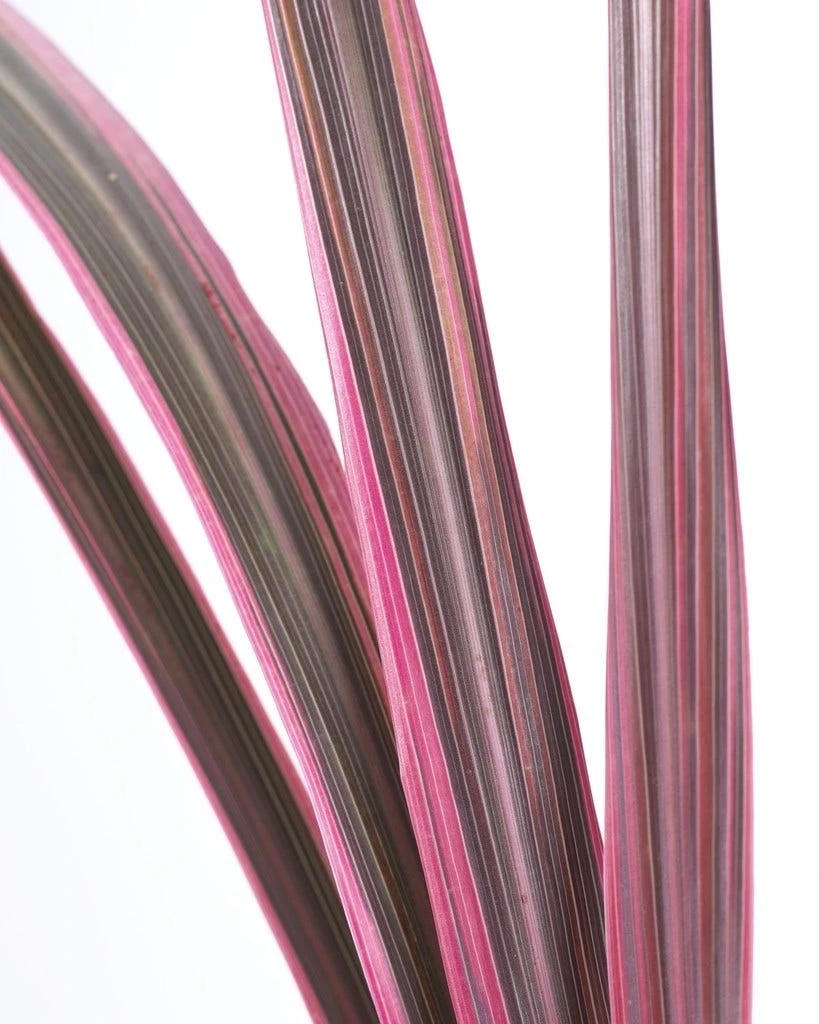 Cordyline (Cordyline 'Can Can') 2 Cordyline (Cordyline 'Can Can') - Afbeelding 2