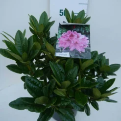 Rhododendron (Rhododendron 'Cosmopolitan') -Aanbiedingen Tuin Ziel Winkel cosmopolitan c5 zij