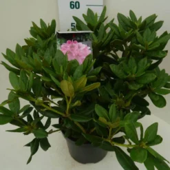 Rhododendron (Rhododendron 'Cosmopolitan') -Aanbiedingen Tuin Ziel Winkel cosmopolitan c7.5 zij
