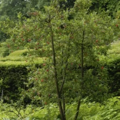 Chileense Lantaarnboom (Crinodendron Hookerianum) 7 Chileense Lantaarnboom (Crinodendron Hookerianum) -Aanbiedingen Tuin Ziel Winkel crinodendron