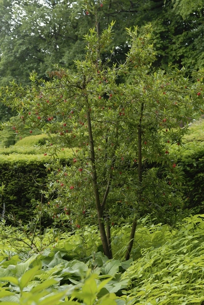 Chileense Lantaarnboom (Crinodendron Hookerianum) 4 Chileense Lantaarnboom (Crinodendron Hookerianum) - Afbeelding 4