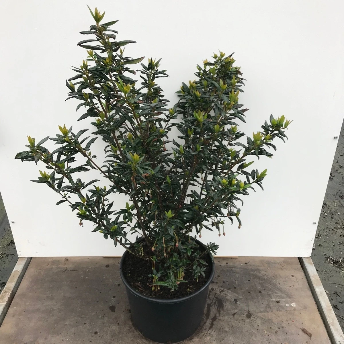 Chileense Lantaarnboom (Crinodendron Hookerianum) 2 Chileense Lantaarnboom (Crinodendron Hookerianum) - Afbeelding 2