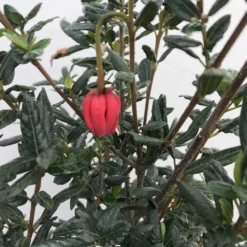 Chileense Lantaarnboom (Crinodendron Hookerianum) 6 Chileense Lantaarnboom (Crinodendron Hookerianum) -Aanbiedingen Tuin Ziel Winkel crinodendron hookerianum c20 1 1