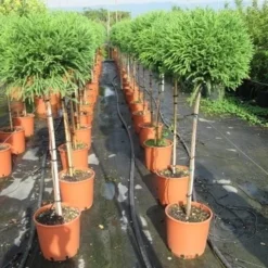 Sikkelden Op Stam (Cryptomeria Japonica 'Globosa Nana') 9 Sikkelden Op Stam (Cryptomeria Japonica 'Globosa Nana') -Aanbiedingen Tuin Ziel Winkel cryptomeria japonica globosa nana 100 cm stam