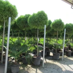 Sikkelden Op Stam (Cryptomeria Japonica 'Globosa Nana') 8 Sikkelden Op Stam (Cryptomeria Japonica 'Globosa Nana') -Aanbiedingen Tuin Ziel Winkel cryptomeria japonica globosa nana 2