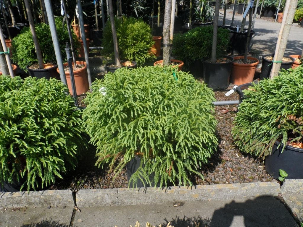 Sikkelden (Cryptomeria Japonica 'Globosa Nana') 2 Sikkelden (Cryptomeria Japonica 'Globosa Nana') - Afbeelding 2