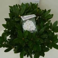 Rhododendron (Rhododendron 'Cunningham White') -Aanbiedingen Tuin Ziel Winkel cun. white c7.5 boven