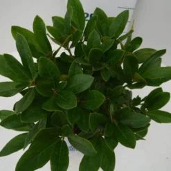 Rhododendron (Rhododendron 'Cunningham White') -Aanbiedingen Tuin Ziel Winkel cun white c2 boven