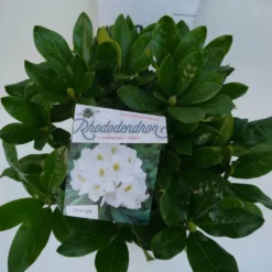 Rhododendron (Rhododendron 'Cunningham White') -Aanbiedingen Tuin Ziel Winkel cun white c5 boven
