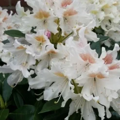 Rhododendron (Rhododendron 'Cunningham White')