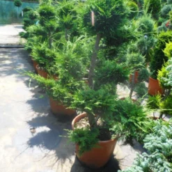 Cupressocyparis Als Bonsai (Cupressocyparis Leylandii 'Castlewellan Gold' ) -Aanbiedingen Tuin Ziel Winkel cupressocyparis leylandii bonsai 100 125 c70