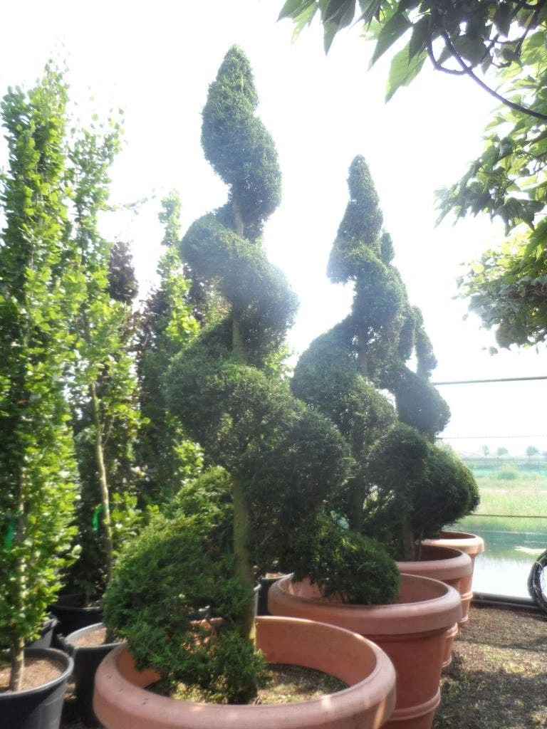 Leylandii Als Spiraal (Cupressocyparis Leylandii) 2 Leylandii Als Spiraal (Cupressocyparis Leylandii) - Afbeelding 2