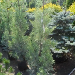 Cipres (Cupressus Arizonica 'Glauca') -Aanbiedingen Tuin Ziel Winkel cupressus arizonica glauca 100 125 1